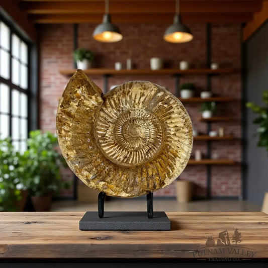 Jurassic Ammonite Fossil Fossil Specimen