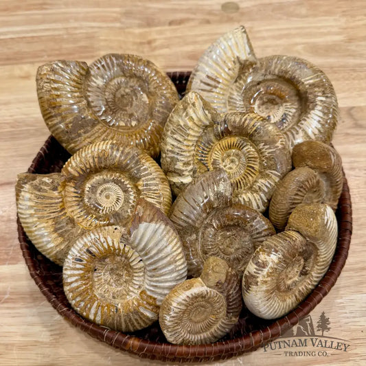 Jurassic Ammonite Fossils | In Select Sizes - Fossil Specimen