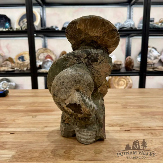 Large Moroccan Ammonite Cluster Sculpture 12’’ Fossil Sculpture