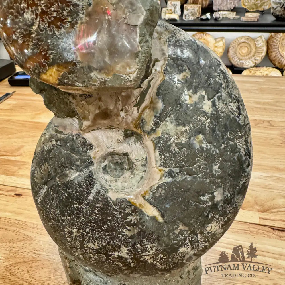 Large Moroccan Ammonite Cluster Sculpture 12’’ Fossil Sculpture