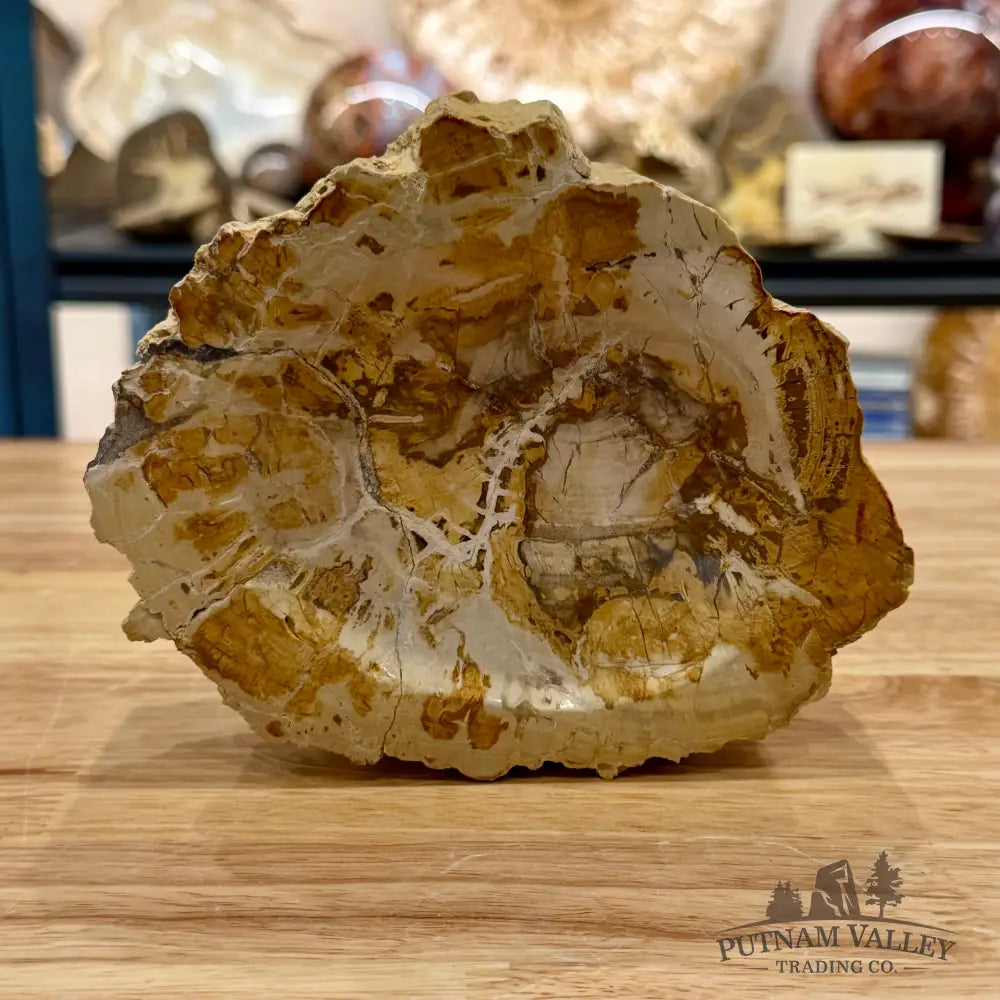 Madagascar Petrified Wood Rustic Bowl 5.9’’ - Bowl