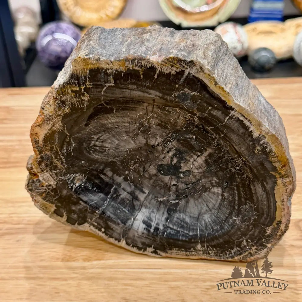 Madagascar Petrified Wood Rustic Bowl 7.5’’ - Bowl