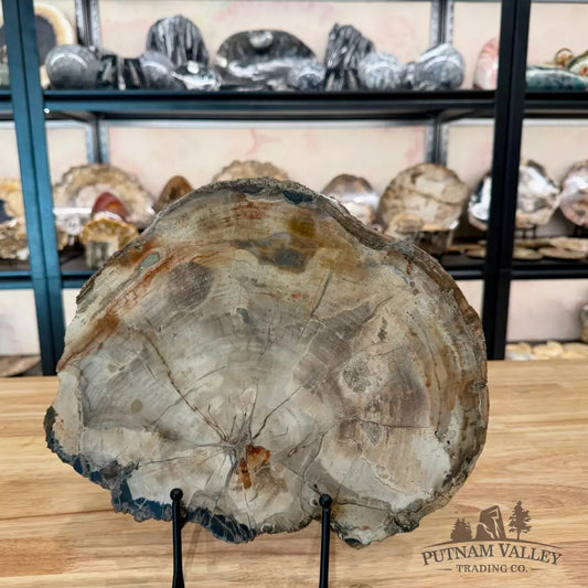 Madagascar Petrified Wood Slab 11.3’’ Slab