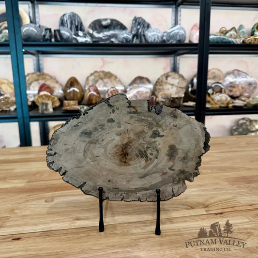 Madagascar Petrified Wood Slab 11.36’’ Slab