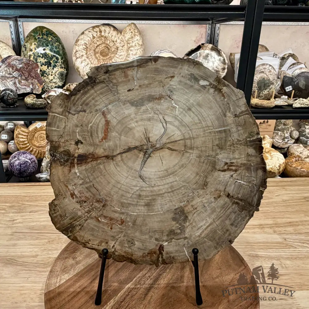 Madagascar Petrified Wood Slab 11.98’’ - Slab