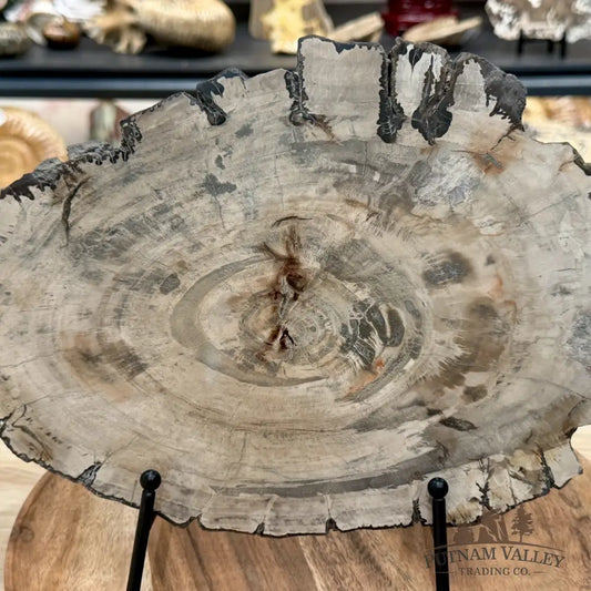 Madagascar Petrified Wood Slab 12’’ - Slab