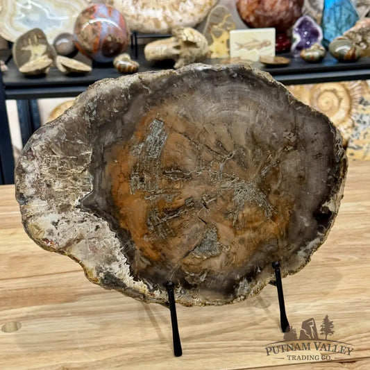 Madagascar Petrified Wood Slab 13’’ - Slab
