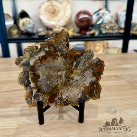Madagascar Petrified Wood Slab 5.57’’ - Slab