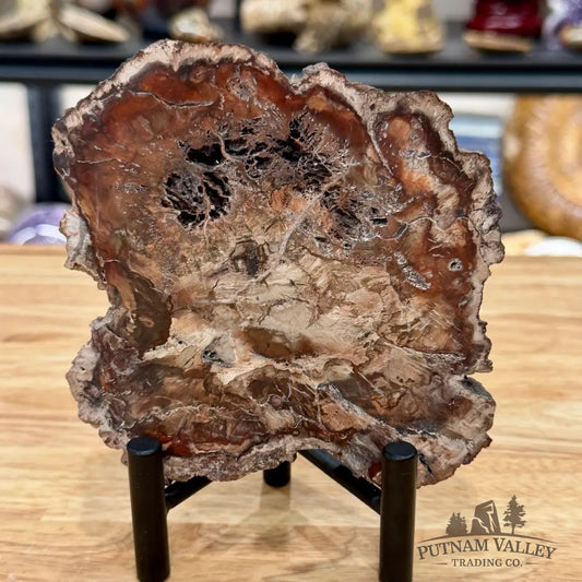Madagascar Petrified Wood Slab 5.6’’ - Slab