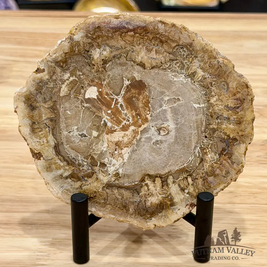 Madagascar Petrified Wood Slab 5’’ - Slab