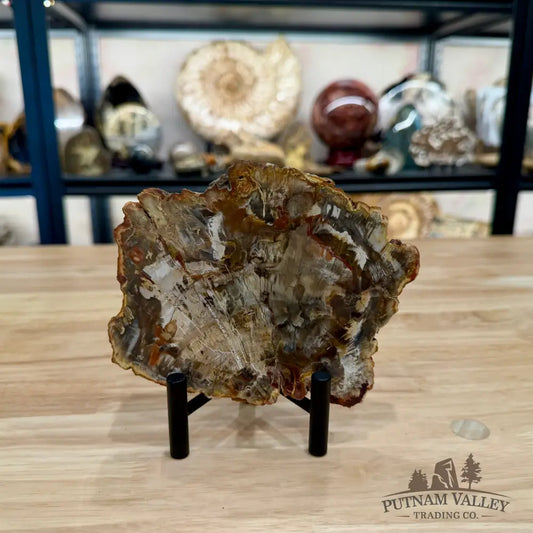 Madagascar Petrified Wood Slab 5.93’’ - Slab