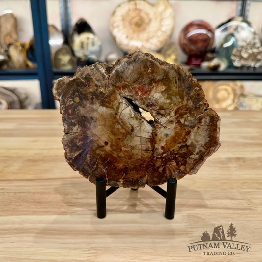Madagascar Petrified Wood Slab 6.13’’ - Slab