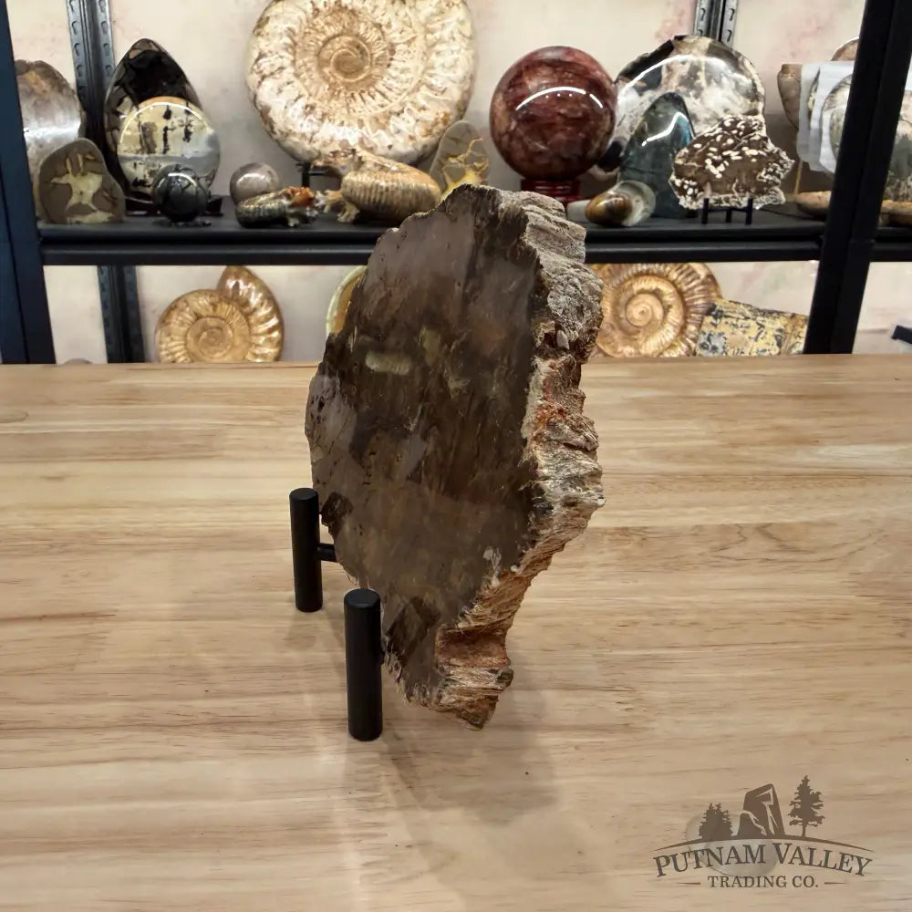 Madagascar Petrified Wood Slab 6.18’’ - Slab