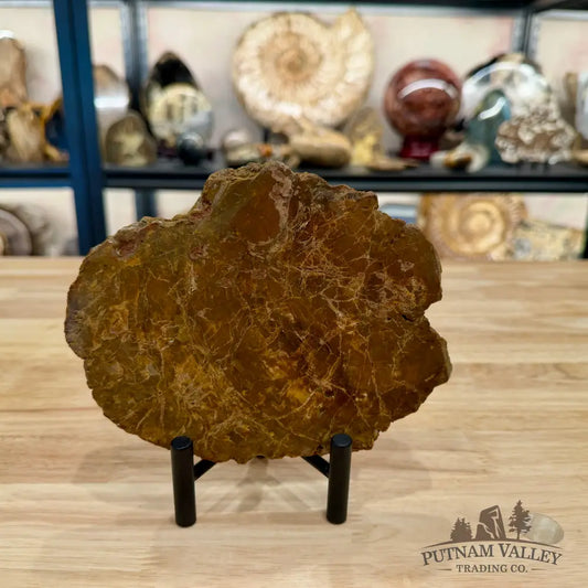 Madagascar Petrified Wood Slab 6.52’’ - Slab
