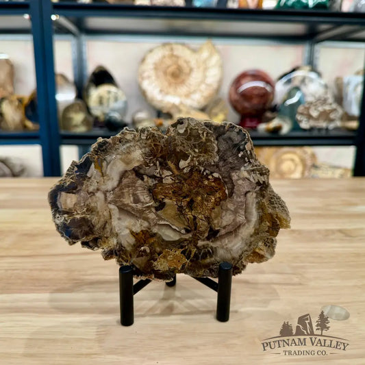 Madagascar Petrified Wood Slab 6.72’’ - Slab