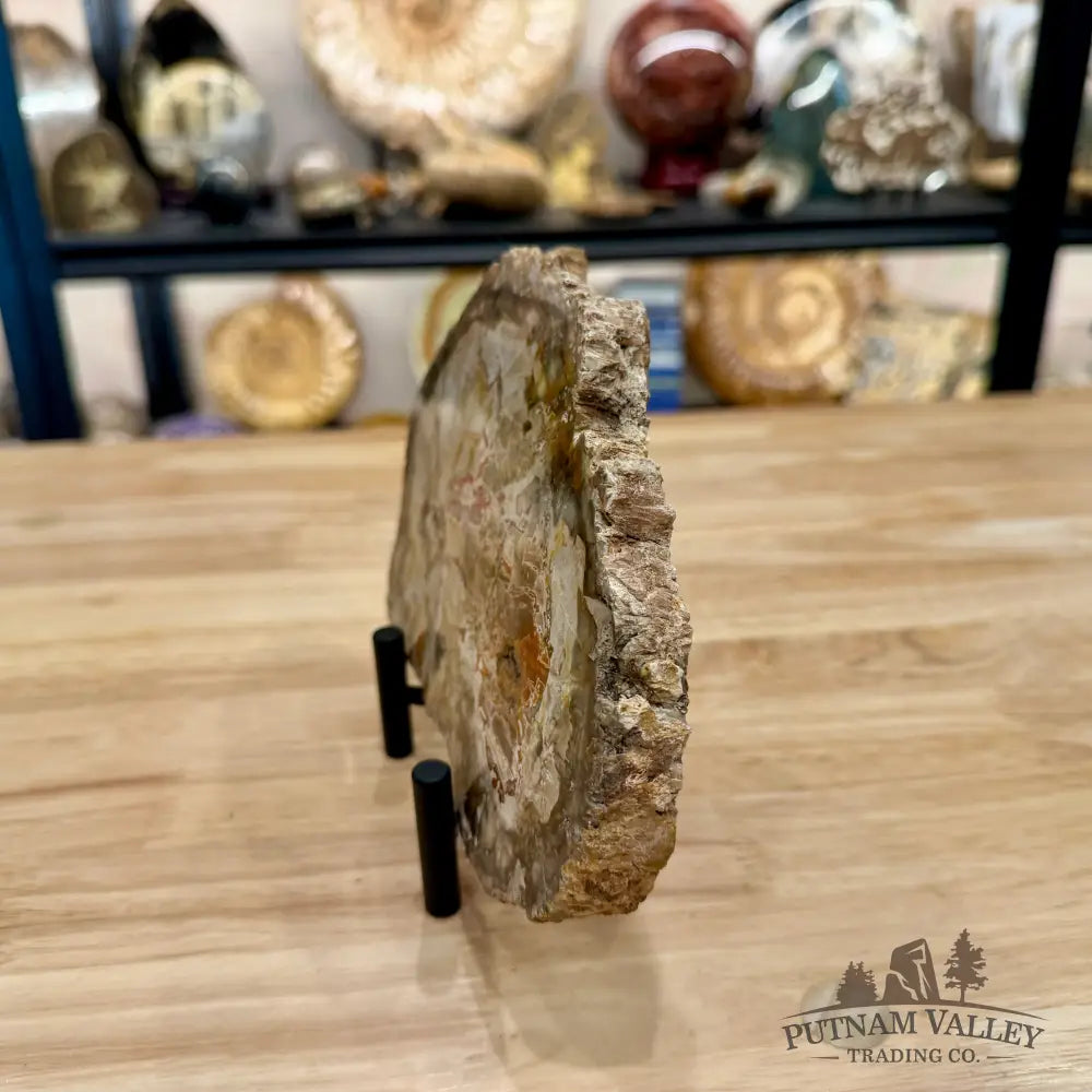 Madagascar Petrified Wood Slab 7.18’’ - Slab