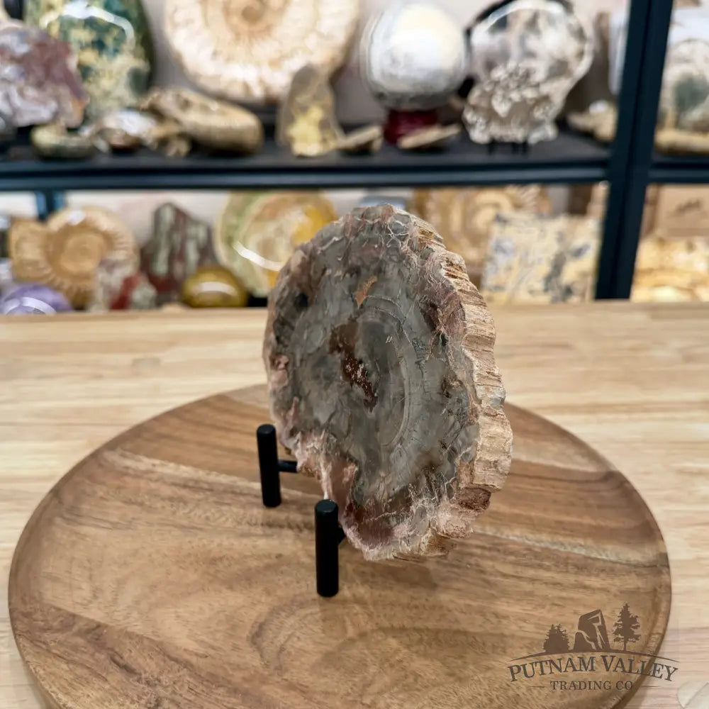 Madagascar Petrified Wood Slab 7.36’’ - Slab
