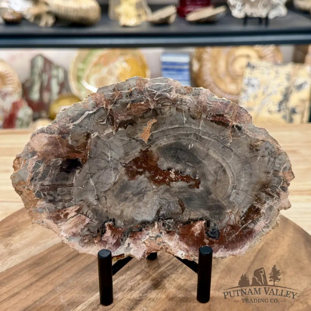 Madagascar Petrified Wood Slab 7.36’’ - Slab