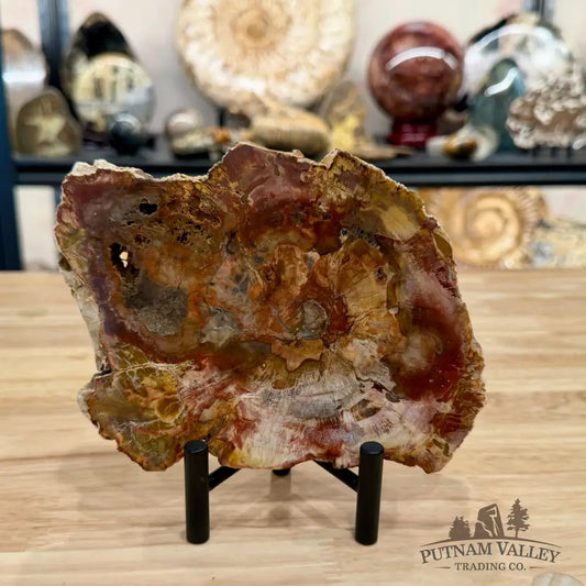 Madagascar Petrified Wood Slab 7.38’’ - Slab