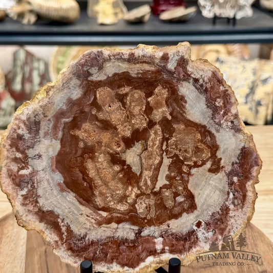 Madagascar Petrified Wood Slab 7.8’’ - Slab