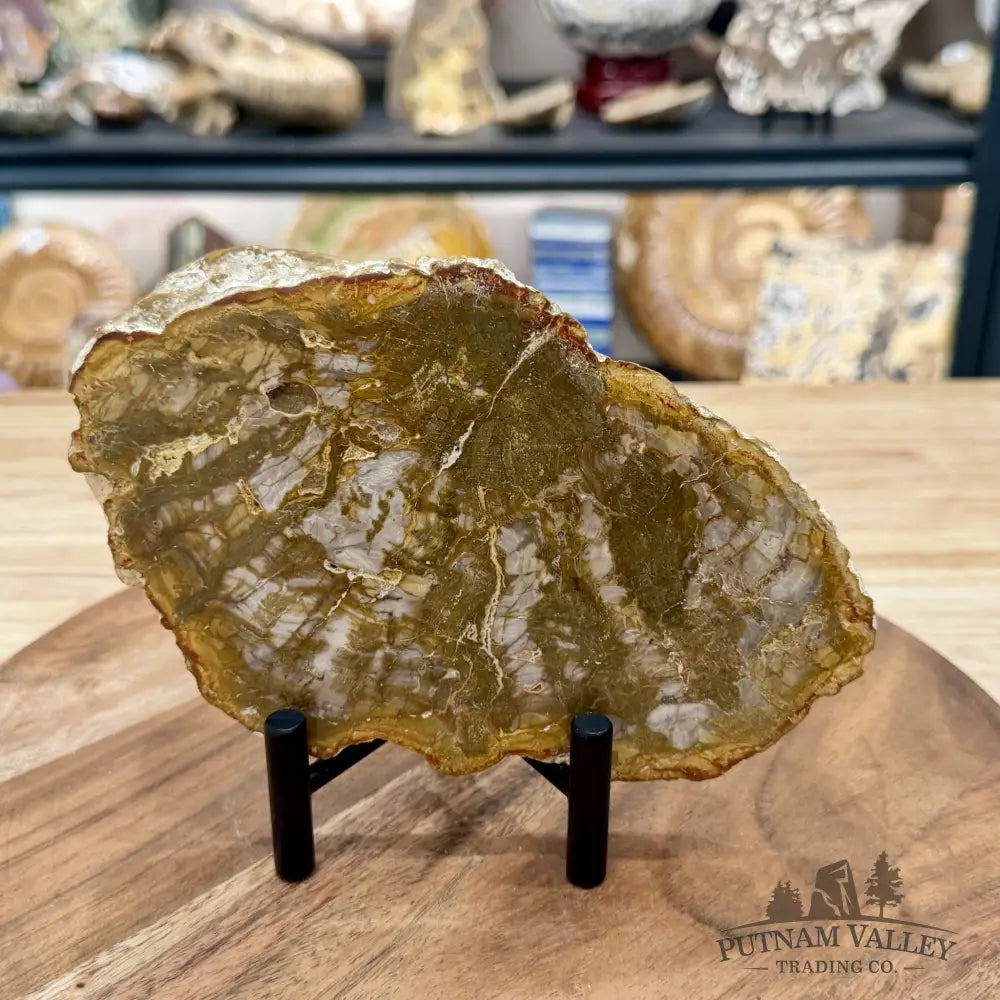 Madagascar Petrified Wood Slab 7’’ - Slab