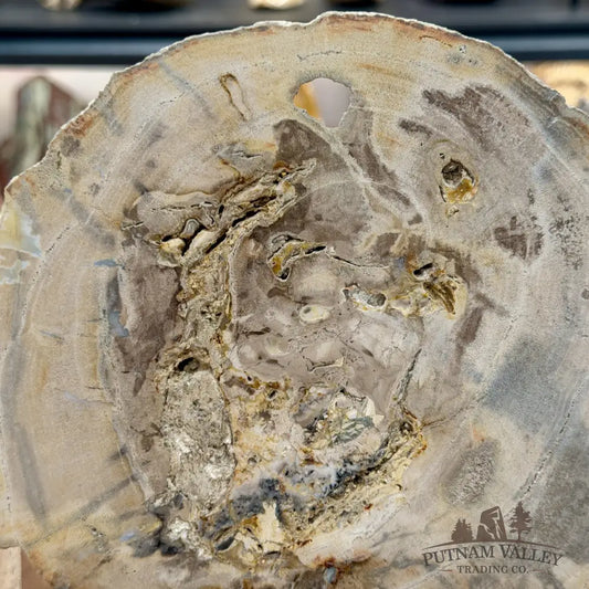 Madagascar Petrified Wood Slab 8.75’’ - Slab