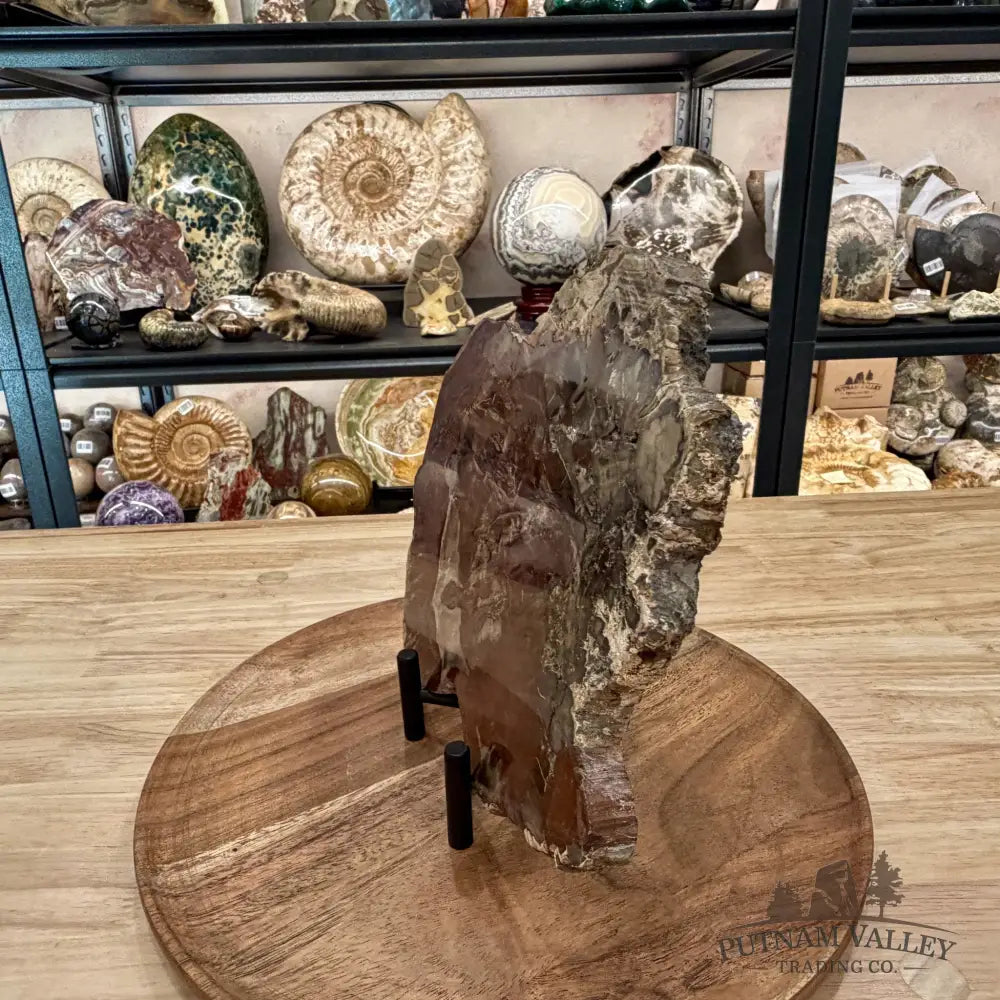Madagascar Petrified Wood Slab 8.9’’ - Slab