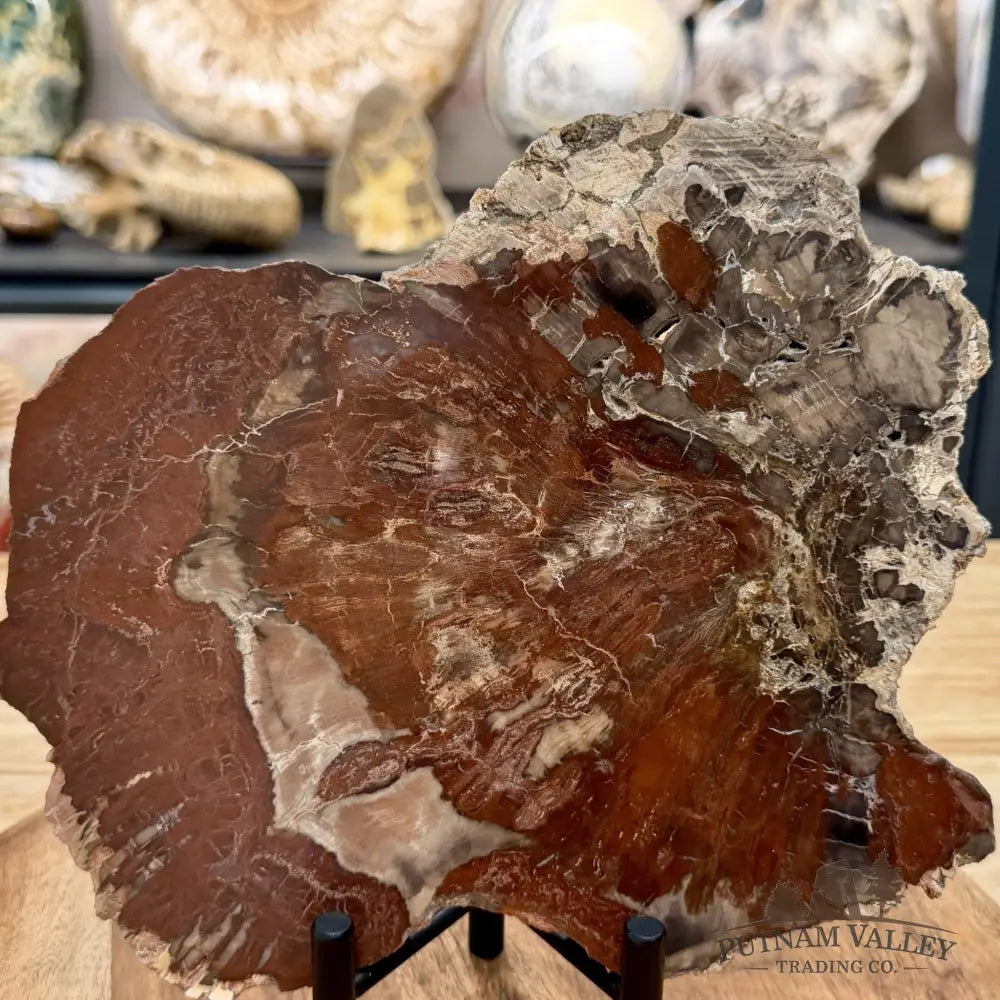 Madagascar Petrified Wood Slab 8.9’’ - Slab