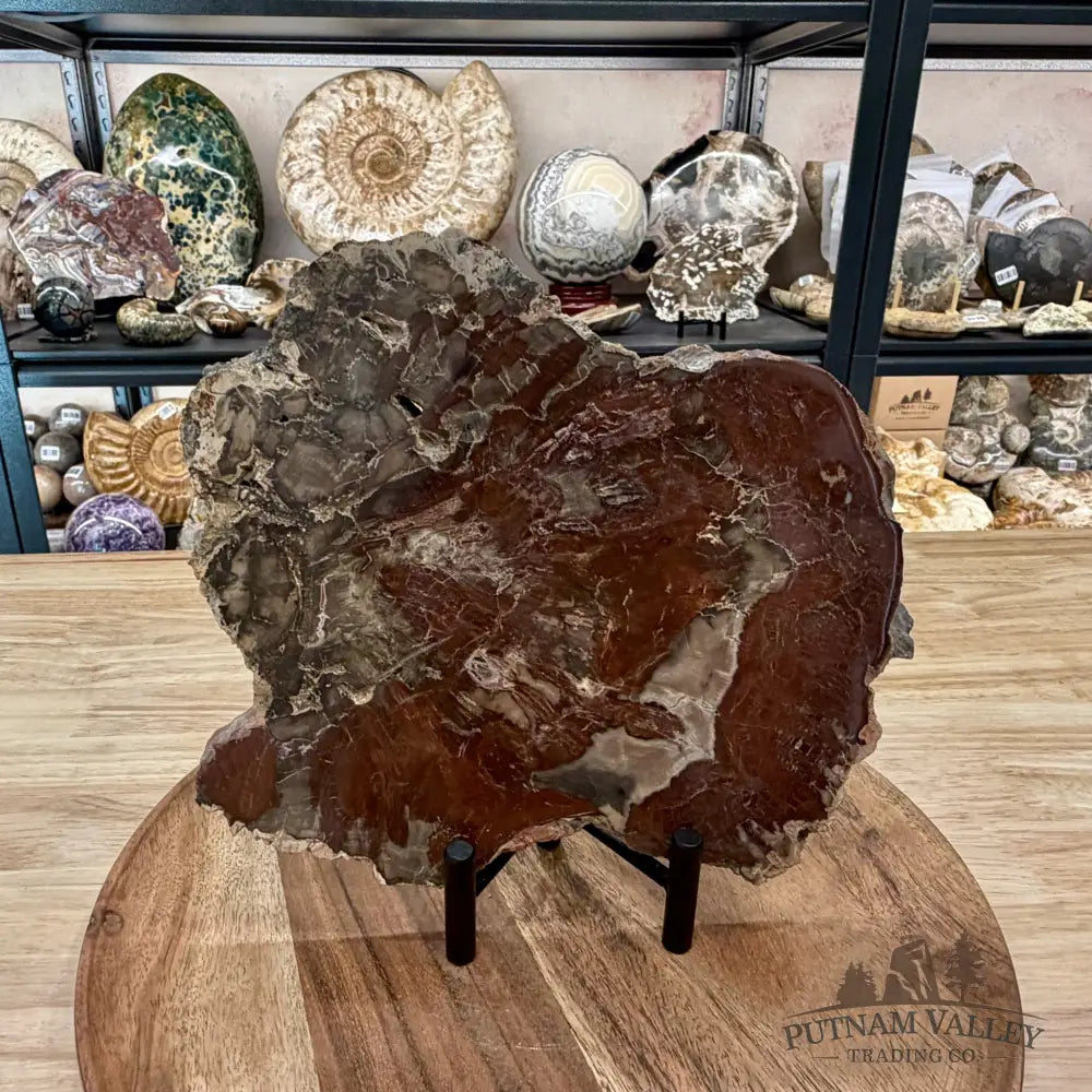 Madagascar Petrified Wood Slab 8.9’’ - Slab