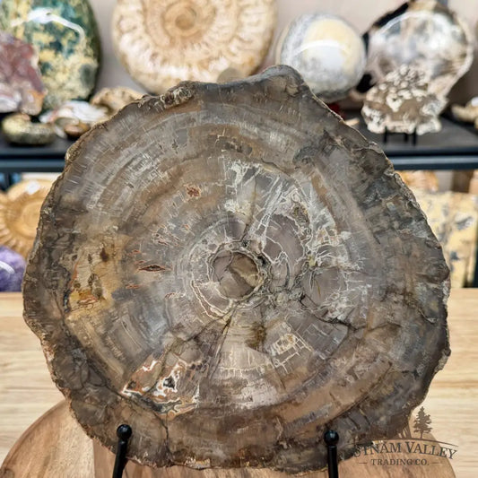 Madagascar Petrified Wood Slab 9.48’’ - Slab