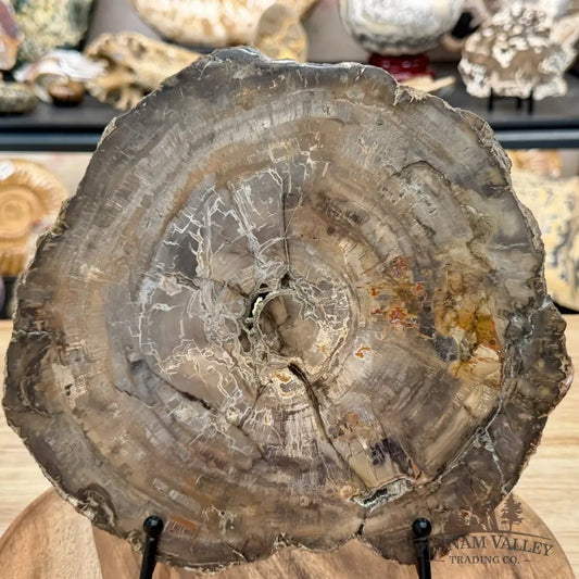 Madagascar Petrified Wood Slab 9.55’’ - Slab