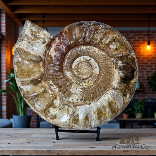 Massive Jurassic Ammonite Fossil Fossil Specimen