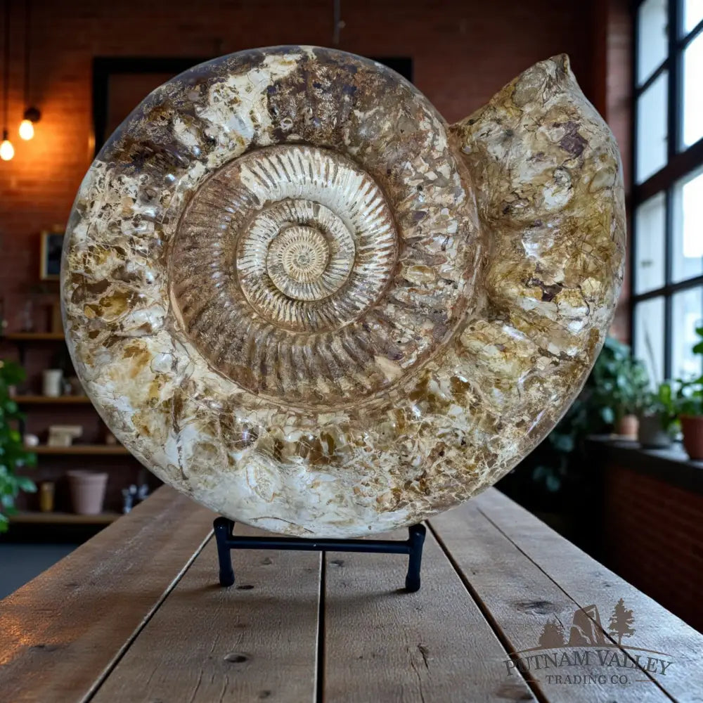 Massive Jurassic Ammonite Fossil Fossil Specimen