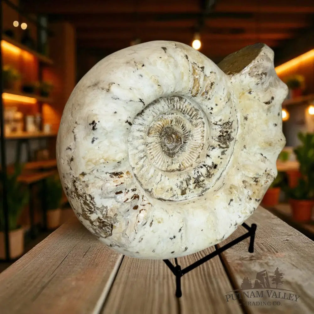 Monumental Jurassic Ammonite Fossil Fossil Specimen
