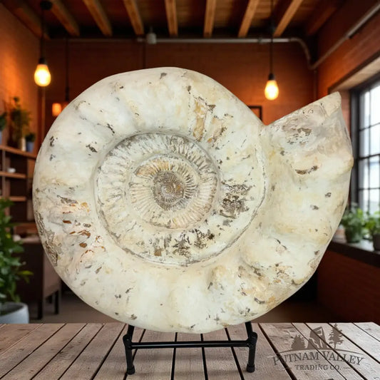Monumental Jurassic Ammonite Fossil Fossil Specimen