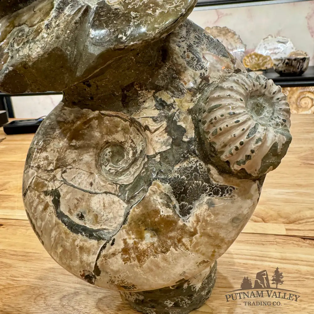 Moroccan Ammonite Cluster Sculpture 10.75’’ Fossil Sculpture