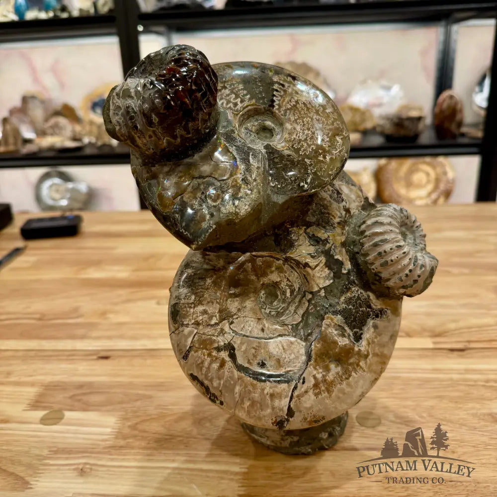 Moroccan Ammonite Cluster Sculpture 10.75’’ Fossil Sculpture