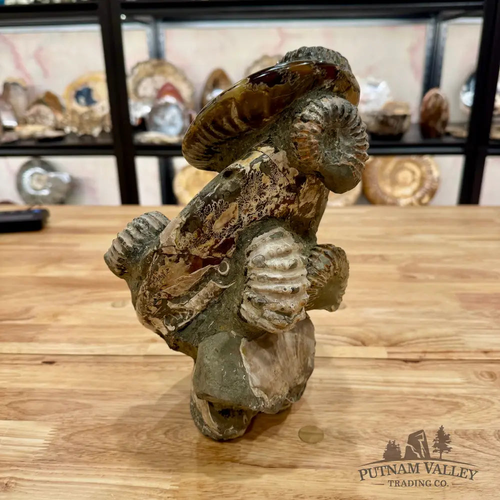 Moroccan Ammonite Cluster Sculpture 10.75’’ Fossil Sculpture