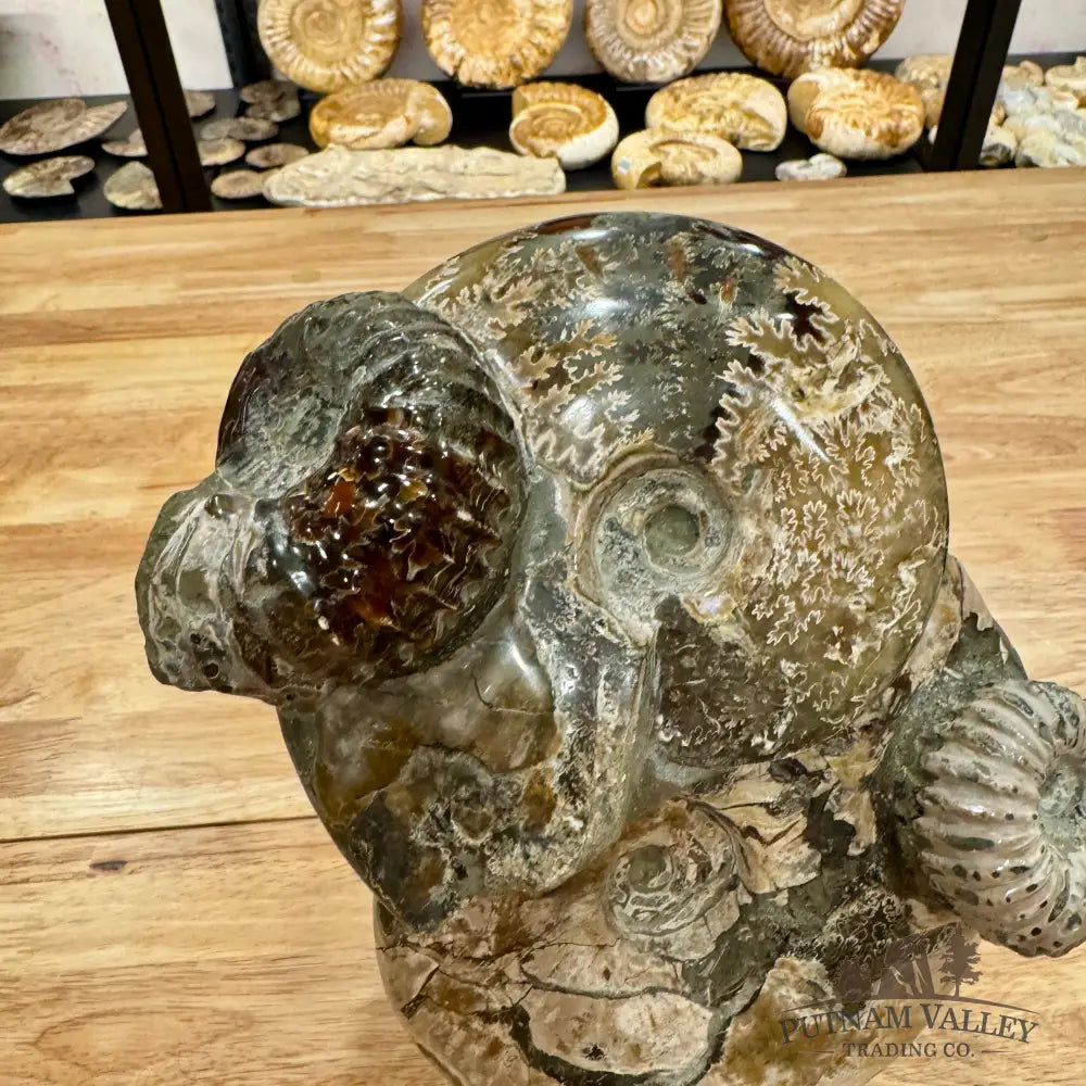 Moroccan Ammonite Cluster Sculpture 10.75’’ Fossil Sculpture