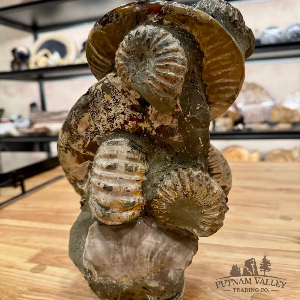Moroccan Ammonite Cluster Sculpture 10.75’’ Fossil Sculpture