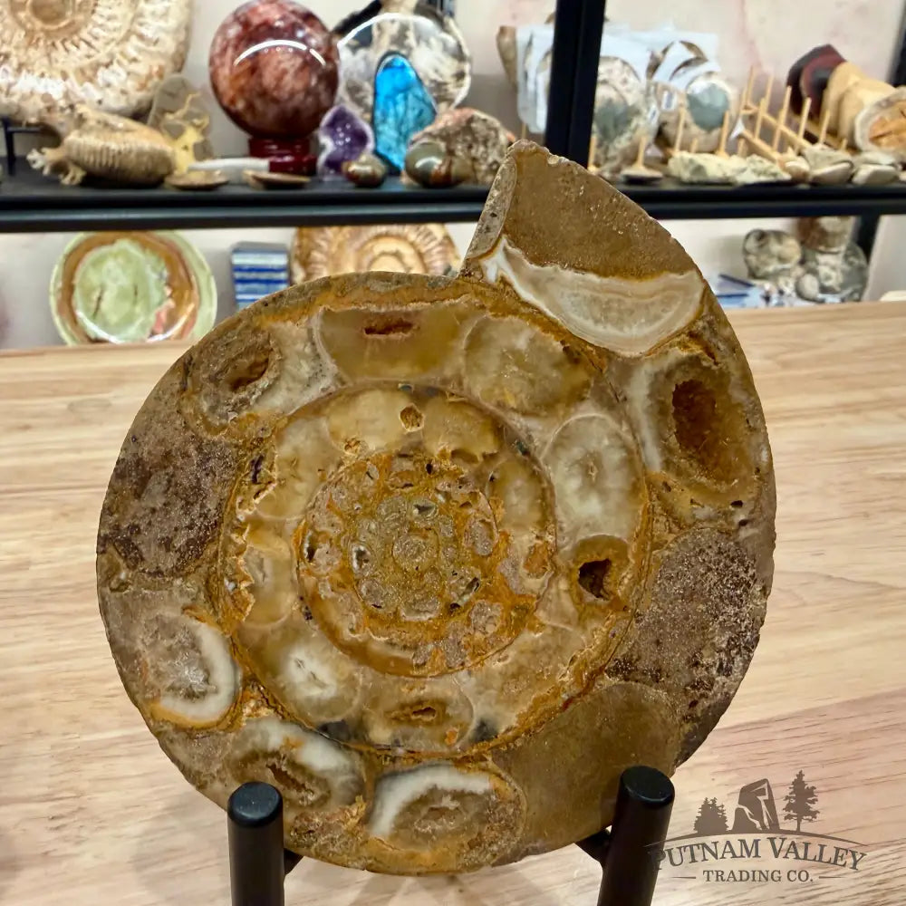 Moroccan Jurassic Ammonite Fossil Pair 5’’ - Fossil Specimen