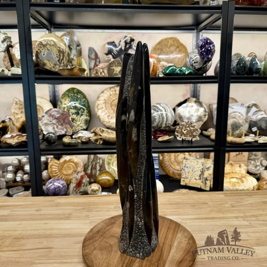 Moroccan Orthoceras Fossil Table Accent 19’’ - Fossil Sculpture