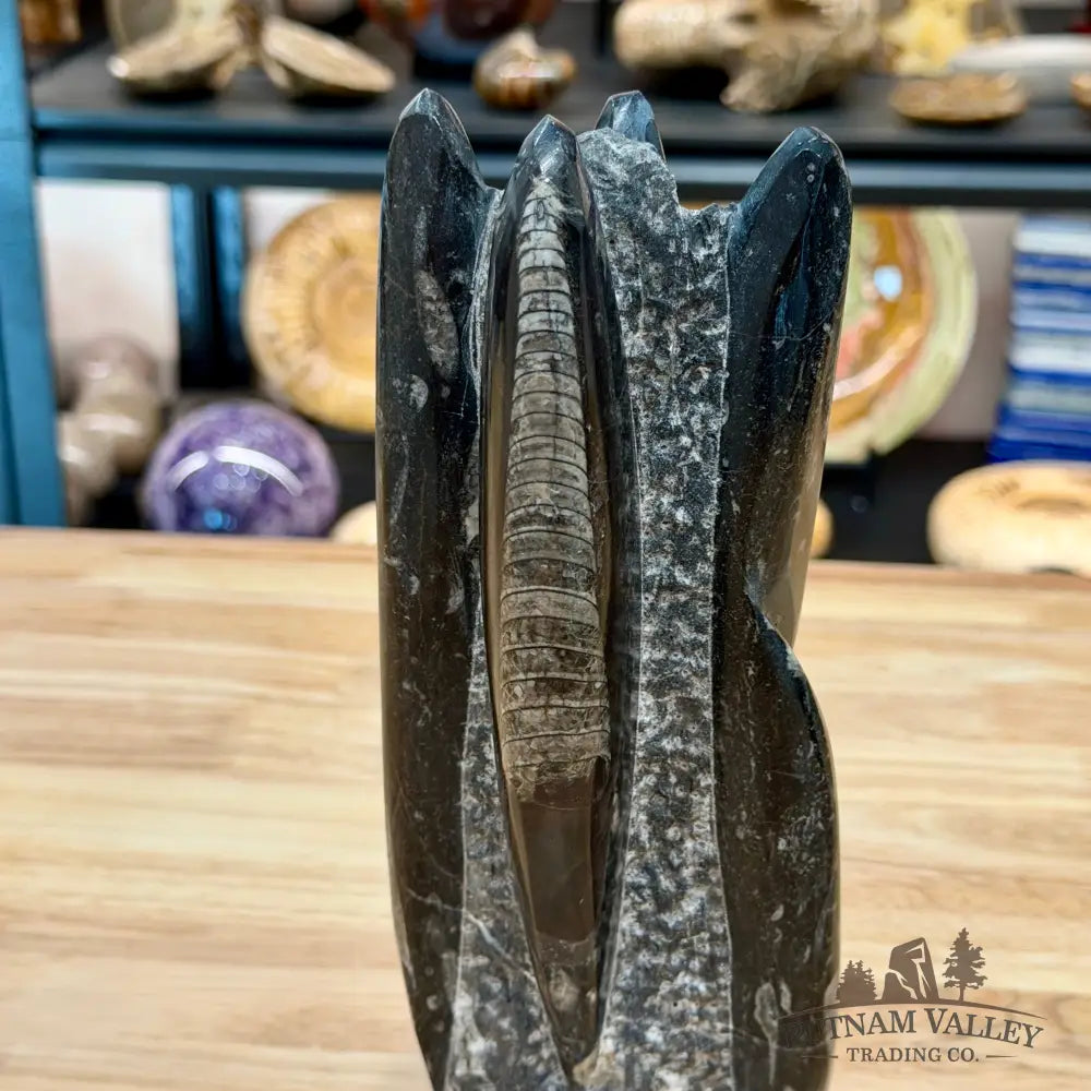 Moroccan Orthoceras Fossil Table Accent 9’’ - Fossil Sculpture