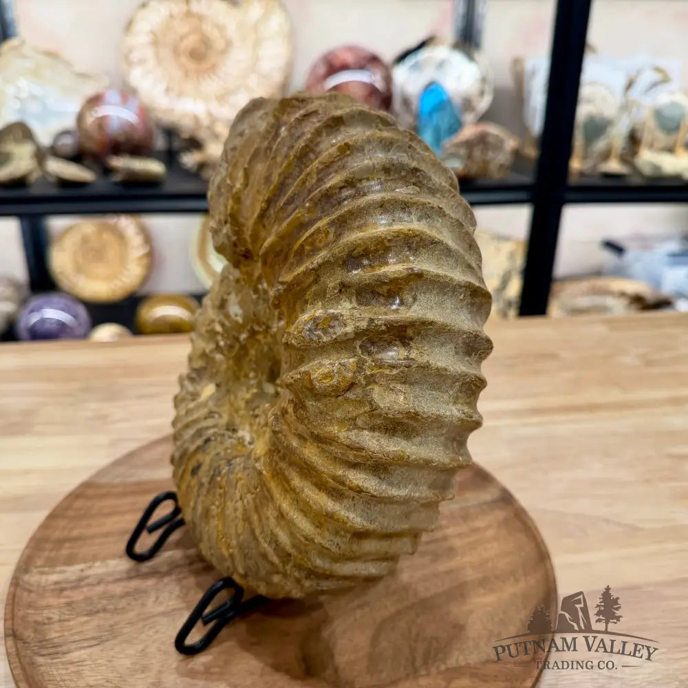 Natural Jurassic Ammonite Fossil 9.28’’ | Madagascar - Fossil Specimen