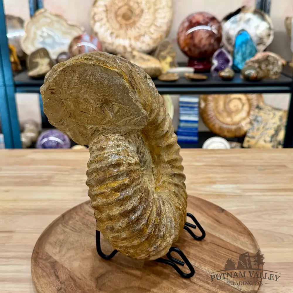 Natural Jurassic Ammonite Fossil 9.71’’ | Madagascar - Fossil Specimen