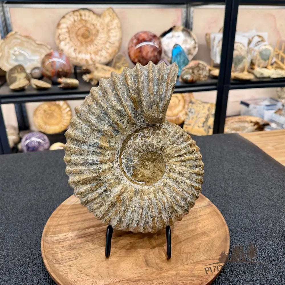 Natural Jurassic Ammonite Fossil 9.8’’ | Madagascar - Fossil Specimen