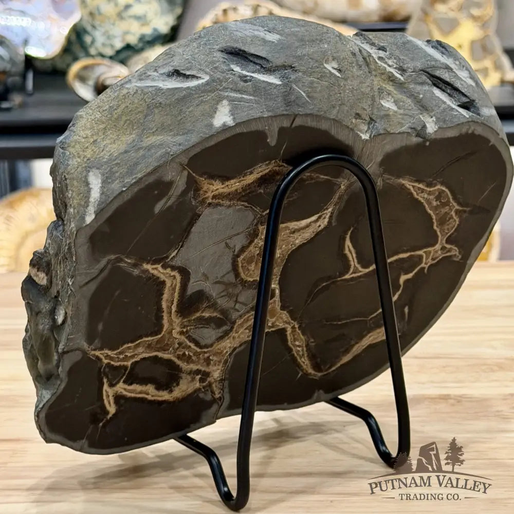 Northern Utah Septarian Slab 9.2’’ - Accent