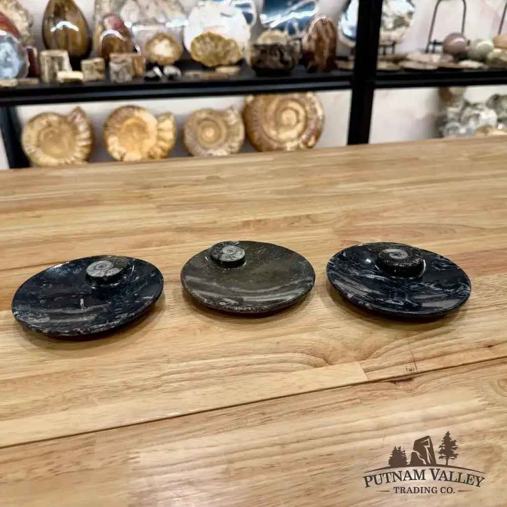 Ammonite Fossil Round Plate - Putnam Valley Trading Co.