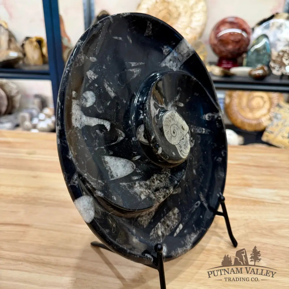 Orthoceras & Ammonite Fossil Serving Plate 10’’ 4 - Fossil Plates