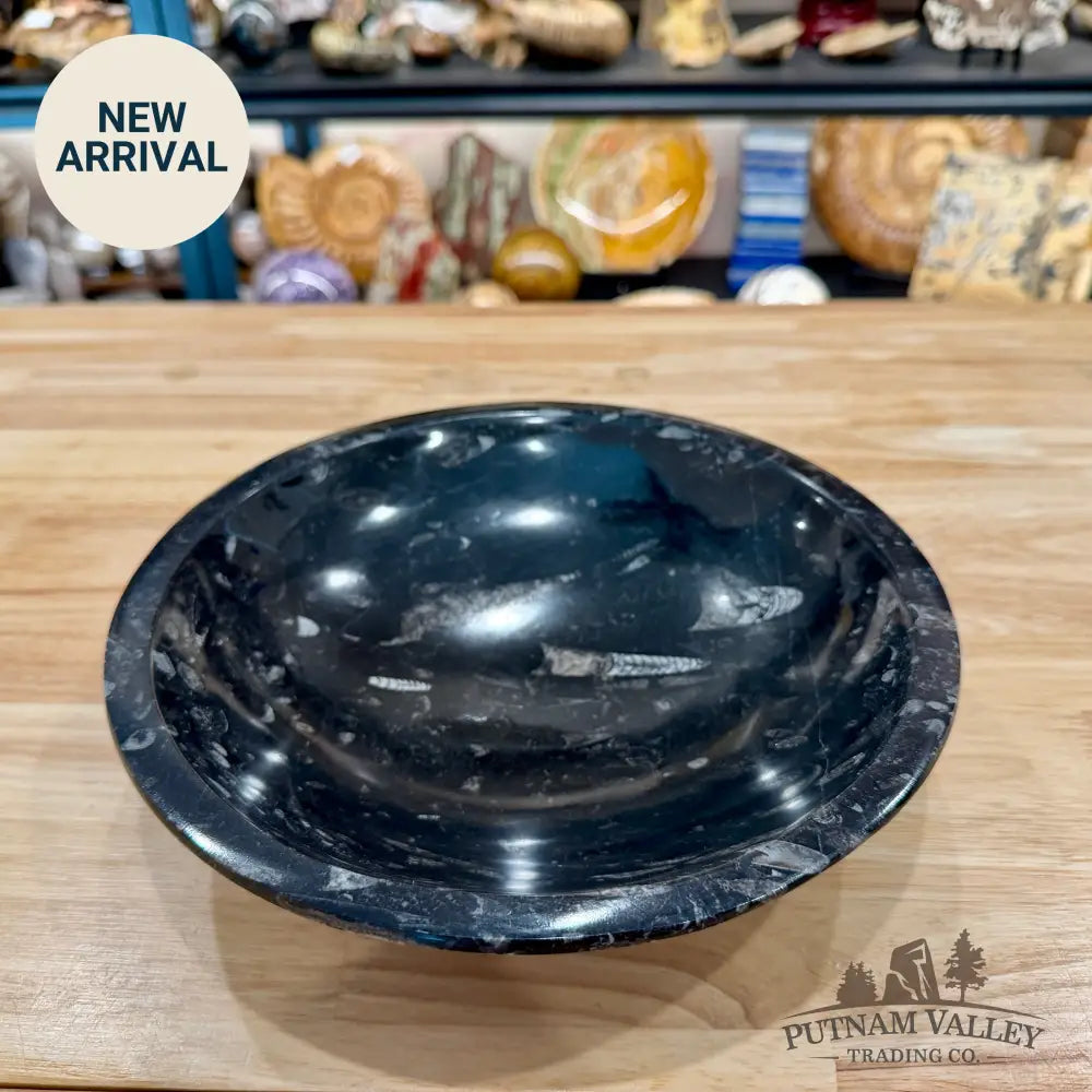 Orthoceras Fossil Bowl 10’’ | Morocco - Fossil Bowl